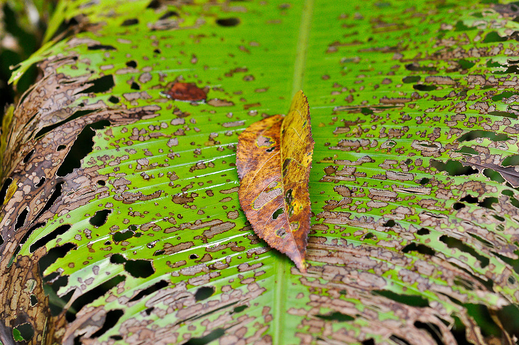 Vacances Guyane avril 2010